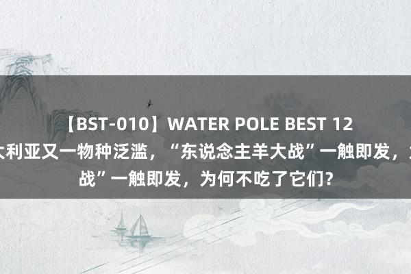 【BST-010】WATER POLE BEST 12GALs 8時間 澳大利亚又一物种泛滥，“东说念主羊大战”一触即发，为何不吃了它们？